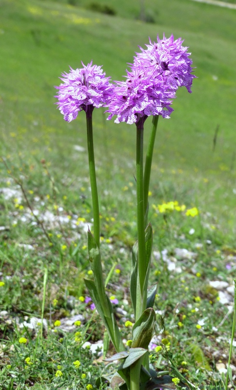 Il lago di Campotosto, orchidee, maltempo eschiarite! maggio/giugno 2023.